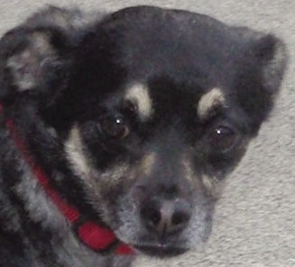Pets of the Week: Ollie